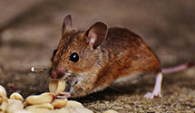 24 Hour & Emergency Exterminators in North Hanover, NJ